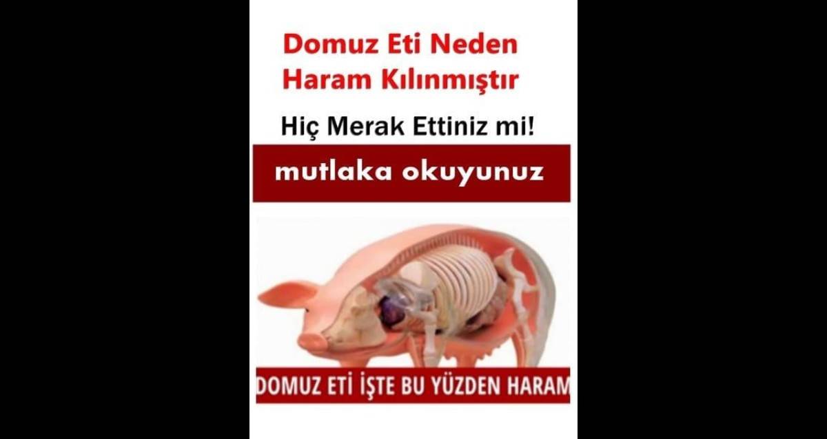 Domuz Eti Neden Haram Haramdır Hiç Merak Ettinizmi?